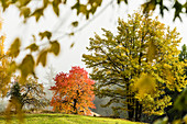 An autumn scenery with red and yellow coloured trees with upcoming fog, Radein, South Tirol, Alto Adige, Italy