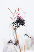 Berries of the elder bush after the first snow, Radein, South Tirol, Alto Adige, Italy
