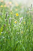 Buttercups and grass in an Alp meadow after the rain, Radein, Alto Adige, South Tyrol, Italy