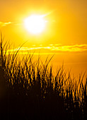 Look in the dune grass during the sunset, Juist, Schleswig Holstein, Germany