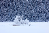 Little island with trees at the frozen Eibsee, near Grainau, Bavaria, Germany