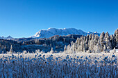 Blick über den Schilfgürtel am Barmsee auf das Wettersteingebirge, Bayern, Deutschland