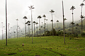 Beneath the tall palm trees that look otherworldly in the Valle Cocora in the central highlands of Colombia.