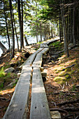 Jordan Pond split tree boardwalk, Acadia National Park, Maine