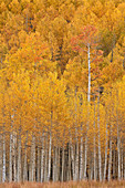 Yellow and orange aspen in the fall, Uncompahgre National Forest, Colorado, United States of America, North America