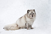 Arctic fox vixen (Vulpes lagopus), captive, Highland Wildlife Park, Kingussie, Scottish Highlands, Scotland, United Kingdom, Europe