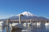 Japan , Lake Yamanaka , Swans and mount Fuji.