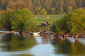 Cattle and angler at Sunrise at the river bank opposite of Beska , Krcedinska ada ,  Island formed by old branch of the Danube , River Danube , Serbia , Europe