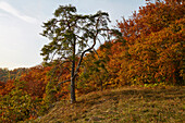 Herbstwald am Eichfelsen über Tal der Donau , Schwäbische Alb , Baden-Württemberg, Deutschland , Europa