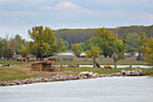 Landschaft mit Schweinen im Donaudelta bei Ilganii und Partizani , ca. 60 km entfernt von der Mündung des Sulinaarms ins Schwarze Meer , Rumänien , Donau , Europa