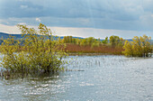 Biosphere reserve Danube Delta at Tulcea , Tulcea branch of the Danube , Romania , Europe