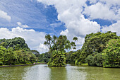 view of Swan Lake at Singapore Botanic Gardens.