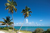 Palm Trees Calusa Beach Bahia Honda State Park Bahia Honda Key Florida Usa.