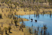 African Elephant (Loxodonta africana), two bulls, have been bathing in a freshwater marsh, the mopane trees (Colophospermum mopane) are prevented from growth as elephants continuously feed on them, aerial view, Okavango Delta, Moremi Game Reserve, Botswan