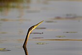 African Darter (Anhinga rufa) - Swimming in the Chobe River. Photographed from a boat. Chobe National Park, Botswana.