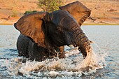 African Elephant (Loxodonta africana) - Bull in the Chobe River gets angry at the very near boat with the photographer. Photographed from a boat. In the last light of the evening. Chobe National Park, Botswana.