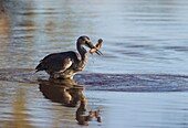 Grey Heron ( Ardea cinerea) - Has caught a fish in a pool. Okavango Delta, Moremi Game Reserve, Botswana.