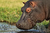 Hippopotamus (Hippopotamus amphibius) - Bull enters the Chobe River. Photographed from a boat. Chobe National Park, Botswana.