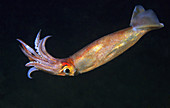 Lesser Flying Squid, Red squid (Todaropsis eblanae). Eastern Atlantic, Galicia, Spain.