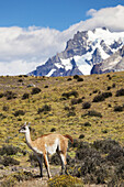Chile, Magallanes Region, Torres del Paine National Park, Guanaco, lama guanicoe.