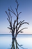 Australia, South Australia, Murray River Valley, Barmera, Lake Bonney, petrified trees, dawn.