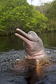 South America ,Brazil, Amazonas state, Manaus, Amazon river basin, along Rio Negro , Amazon River Dolphin, Pink River Dolphin or Boto (Inia geoffrensis) , wild animal in tannin-rich water , extremely rare picture of wild animal spyhopping ,Threatened spec