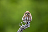 Chile,Patagonia,Magellan Region,Torres del Paine National Park,Austral Pygmy Owl (Glaucidium nanum),perched.