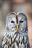 France,Loiret,Sologne,Ural Owl (Strix uralensis),close up.