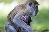 Asia,Borneo,Malaysia,Sarawak,Bako National Park,Crab-eating macaque or long-tailed macaque (Macaca fascicularis),mother and baby.