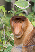 Asia,Borneo,Malaysia,Sarawak,Bako National Park,Proboscis monkey or long-nosed monkey (Nasalis larvatus),adult male.
