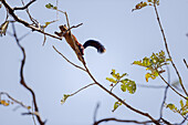 Asia,India,Madhya Pradesh,Satpura tiger reserve,Indian giant squirrel, or Malabar giant squirrel, (Ratufa indica).