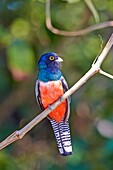 South America,Brazil,Mato Grosso,Pantanal area,Blue-crowned Trogon (Trogon curucui).