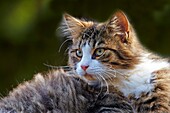 France,Alpes-Maritimes,Mandelieu la Napoule,domestic cat.