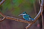South America, Brazil, Mato Grosso, Pantanal area, Amazon kingfisher Chloroceryle amazona, perched.