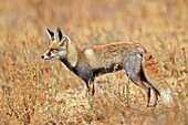 India,Gujarat,Little Rann of Kutch,Wild Ass Sanctuary,Desert fox or white-footed fox (Vulpes vulpes pusilla).