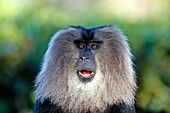 Asia, India, Tamil Nadu, Anaimalai Mountain Range Nilgiri hills, Lion-tailed macaque Macaca silenus, or the Wanderoo, The lion-tailed macaque ranks among the rarest and most threatened primates, adult male dominant.