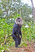 Asia, India, Tamil Nadu, Anaimalai Mountain Range Nilgiri hills, Lion-tailed macaque Macaca silenus, or the Wanderoo, The lion-tailed macaque ranks among the rarest and most threatened primates, adult male dominant standing up.