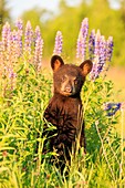 United States, Minnesota, Baby black bear Ursus americanus, in a meadow with wild lupins.