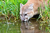 United States, Minnesota, Cougar Puma concolor, also known as the mountain lion, drinking.