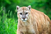 United States, Minnesota, Cougar Puma concolor, also known as the mountain lion,.