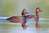 Europe, France, Ain, Dombes, Black-necked grebe Podiceps nigricollis, adults, couple.