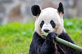 Asia, China, Sichuan, Research Base of Giant Panda Breeding or Chengdu Panda Base, Giant Panda Ailuropoda melanoleuca, captive,.