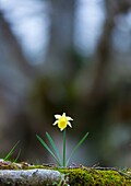 Narcissus pseudonarcissus (commonly known as wild daffodil or Lent lily), Beech forest, Urkiola Natural Park, Bizkaia, Basque Country, Spain, Europe.