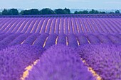 Lavender (lavandin) fields, Valensole Plateau, Alpes Haute Provence, France, Europe.