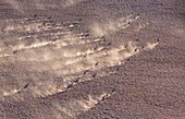 Gemsbok or gemsbuck (Oryx gazella), Namib Desert, Namibia, Africa.