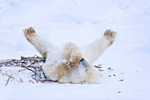 POLAR BEAR (Ursus maritimus), Churchill, Hudson Bay, Manitoba, Canada, America.