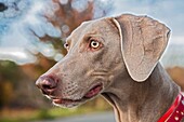 Weimaraner dog was originally bred for hunting in the early 19th century. Early Weimaraners were used by royalty for hunting large game such as boar, bear, and deer. As the popularity of large game hunting began to decline, Weimaraners were used for hunti