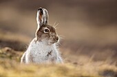 Mountain Hare (Lepus timidus) in spring moult