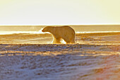 Polar bear (Ursus maritimus), Wapusk NP, Cape Churchill, Manitoba, Canada.