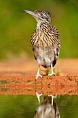 Greater roadrunner (Geococcyx californianus) standing near a waterhole, Rio Grande City, Texas, USA.